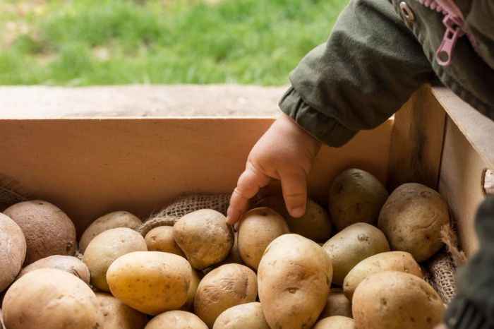 Цены на картофель подняли на 25% фермеры Ростовской области 