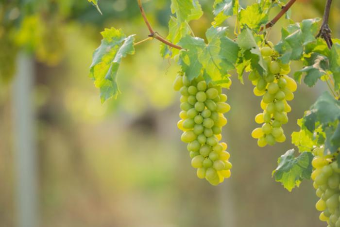Компания «Раевская лоза» вложит в развитие винодельни в Краснодарском крае 800 млн руб.